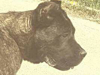 cane corso antico